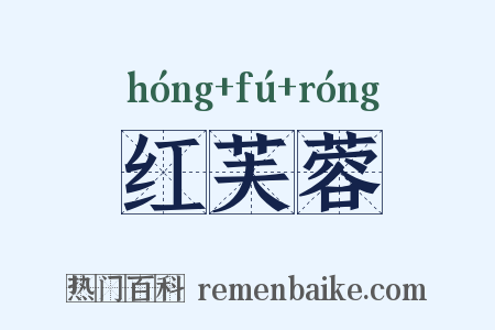 红芙蓉是什么意思的图片